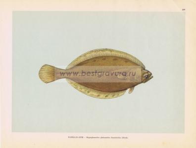 Фотография 0219.jpg