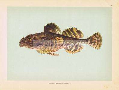 Фотография 0207.jpg