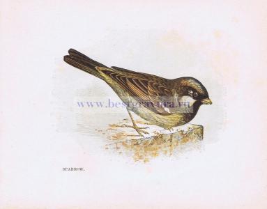 Лист 13. Воробей.