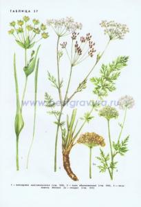 Фотография 0257.jpg