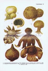 Фотография 0277.jpg