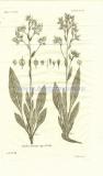 38 Риндера четырёхщитковая (Rindera Tetraspis).