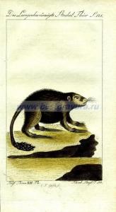 39 Одна из разновидностей дикобраза.jpg