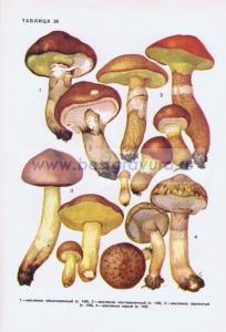 Фотография 0226.jpg