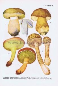 Фотография 0225.jpg