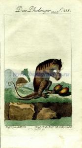 31 Поссум, он же кускус, он же фалангер1.jpg