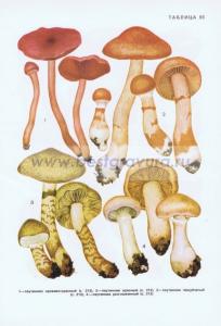 Фотография 0255.jpg