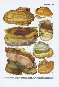 Фотография 0215.jpg