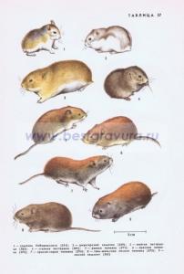 Фотография 0237.jpg