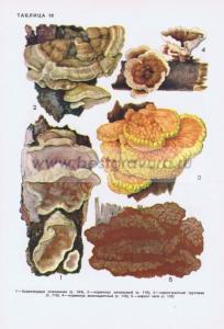 Фотография 0218.jpg