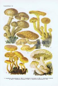 Фотография 0254.jpg