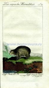 42 Одна из разновидностей сурка.jpg