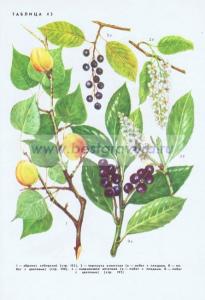 Фотография 0243.jpg