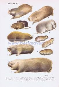 Фотография 0240.jpg