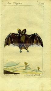 64 Летучая мышь1.jpg