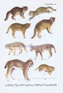 Фотография 0213.jpg