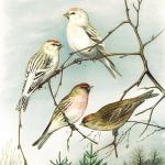 Серия "Естественная история птиц ...", 1895-1905 г