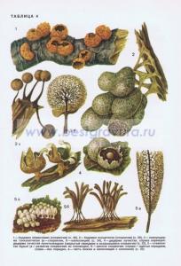 Фотография 0204.jpg