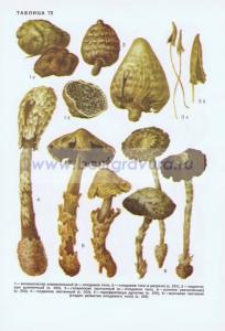 Фотография 0272.jpg