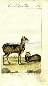 38 Мускусные олени 2.jpg