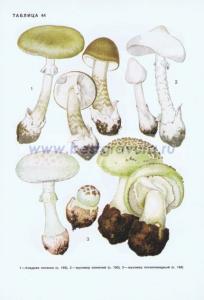 Фотография 0244.jpg