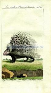 24 Дикобраз1.jpg