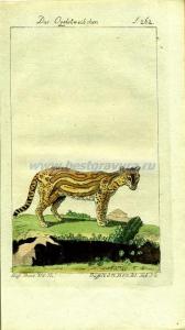 69 Тигровая кошка самка.jpg