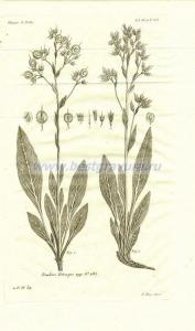 38 Риндера четырёхщитковая (Rindera Tetraspis).