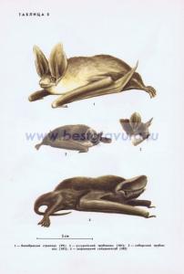 Фотография 0208.jpg