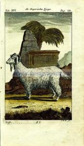 6 Ангорская коза.jpg