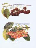 Фотография 0004.jpg