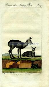 36 Мускусные олени1.jpg