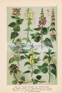 Фотография 0055.jpg