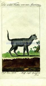 71 Дикая испанская кошка.jpg