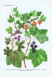 Фотография 0233.jpg