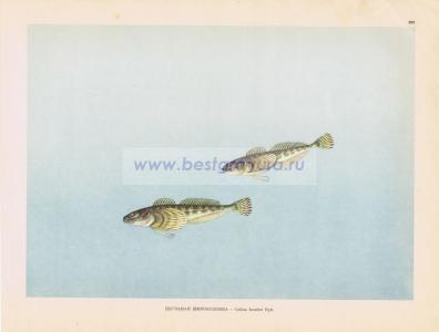 Фотография 0209.jpg