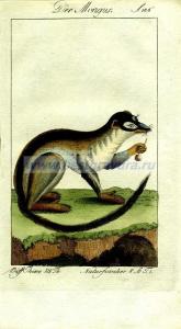 57 Монгус, он же маки 2.jpg