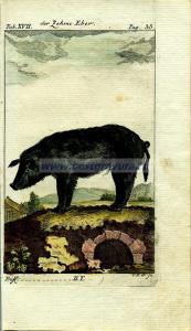 7 Домашний (ручной) кабан.jpg