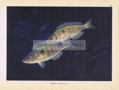 Фотография 0184.jpg