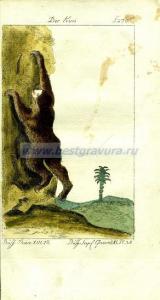 37 Животное из семейства ленивцев.jpg