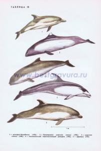 Фотография 0218.jpg