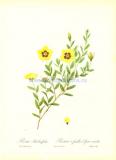 11 Роза барбарисолистная (лат. Rosa Berberifolia).