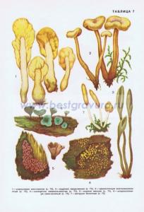 Фотография 0207.jpg