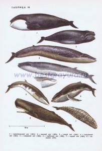 Фотография 0216.jpg