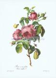 10 Столистная роза (Rosa centifolia).jpg