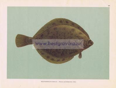 Фотография 0225.jpg