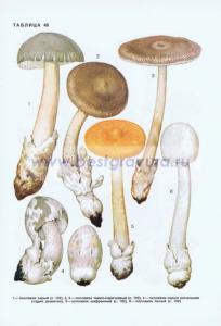 Фотография 0246.jpg