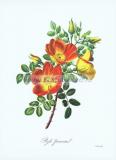 19 Пунцовая роза (Rose ponceau).jpg