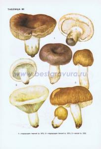 Фотография 0260.jpg