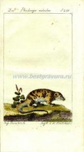 32 Поссум, он же кускус, он же фалангер 2.jpg